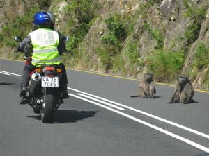 We came across baboons: Franschhoek Pass